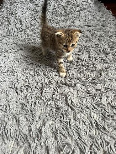 кошки маин кун: Беспородная, 1 месяц, Мальчик, Приучена к лотку — 9