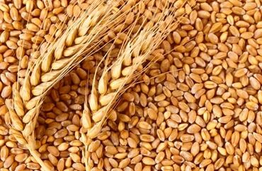 Зерновые культуры: Семена и саженцы Пшеницы, Самовывоз