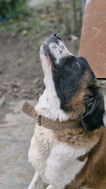 bernese: Senbernar, 8 ay, Erkek, Peyvəndli, Ünvandan götürmə