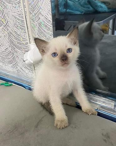 котята баку: Срочно! Всего 2 котенка. Продаются чистокровные Тайские котята — 5