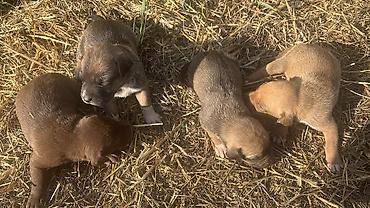 питбуль обмен: Скоро на продажу будут щенки питбуля чистокровной породы! 📍 Продажа — 7