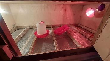 Товары и оборудование для с/х животных: Прошу уточнять наличие и читать внимательно, Брудер для — 5