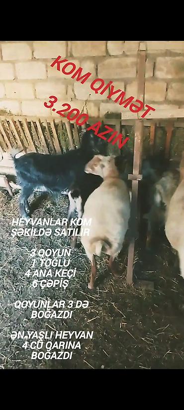 mal qara: Qiymət sondu aşağı salınmayacaq fikiei cidi şəxslər zəng etsin — 4