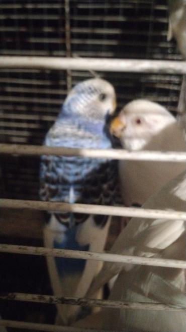 bulbul qefesi: Quş qəfəsi – hündür tağlı model watsap akrivdi - Rəng: qara metal — 1
