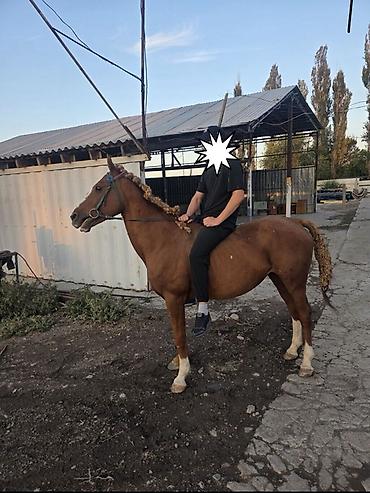 Продаю | Жеребец