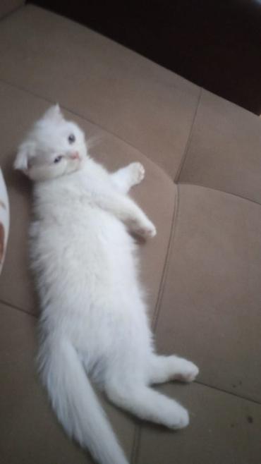 Кошки: Шотландская вислоухая — 10