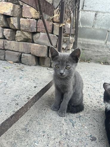 Кошки: Котята, помёт из нескольких малышей - Шерсть короткая, мягкая; у — 1