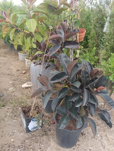 Landşaft işləri: Dekarativ bitgilerin satişi
xan cinar
ekvalit
zeytun — 24