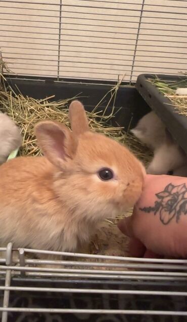 мейн кун бишкек питомник lyubushka купить котенка цена фото: 🥰🐰Продаются декоративные кролики, малышам 30 августа исполнится месяц