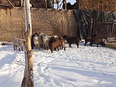 Козы, козлы: Продаю | Коза (самка), Козёл (самец), Козлёнок | Полукровка, Нубийская, Битал | На забой, Для разведения | Племенные, Осеменитель — 7