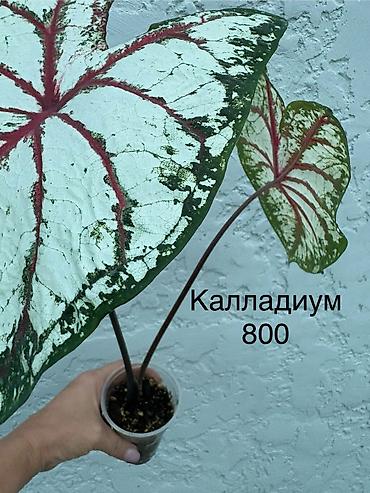 Продаю деток калладиума. Сингониум, антуриум. Цены на фото