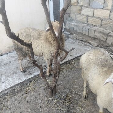 Qoyunlar, qoçlar: Qoyunlar kim wekilde satılır 1qoc 6qoyun var — 9