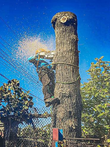 Спил деревьев, заготовка дров: Спил любых деревьев, в любых стесненных условиях, формирование кроны — 6