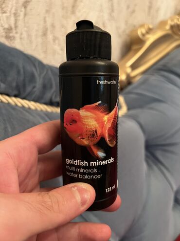 tap az ev heyvanlari: Goldfish artıq saxlamadığım üçün aldığım qiymətdən münasib satıram