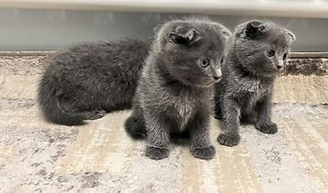 Шотландские вислоухие котята (Scottish Fold), окрас сплошной голубой