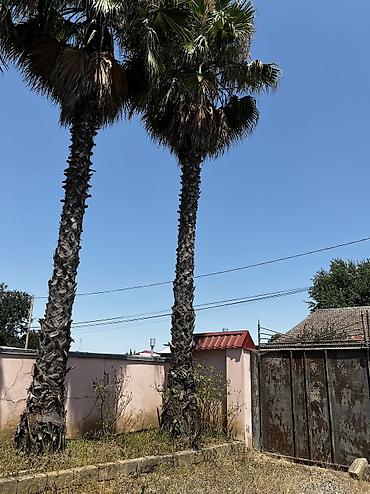 şam ağacı növləri: Satılır: Yetkin Washingtonia robusta (Fan palmaları) – 11 ədəd — 5