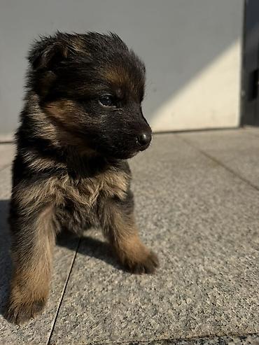 🐕 ПРОДАЮТСЯ ЧИСТОКРОВНЫЕ НЕМЕЦКИЕ ОВЧАРКИ! 🐕 Предлагаем к продаже