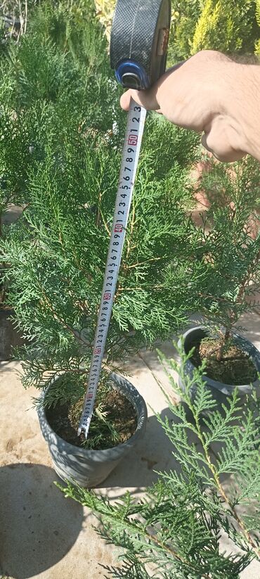 Ağaclar: Dekorativ çöl bitkilərinin satışı və Sifarişlə yetişdirilməsi.Satış -da lalafo.az — 8 Ağaclar: Dekorativ çöl bitkilərinin satışı və Sifarişlə yetişdirilməsi.Satış — 8