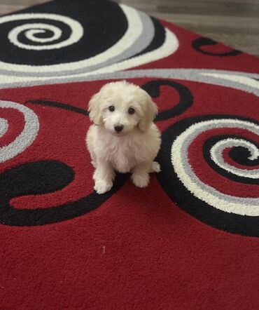 отдам котенка в добрые руки: Malta bolonka, 2 ay, Erkek, Peyvəndli