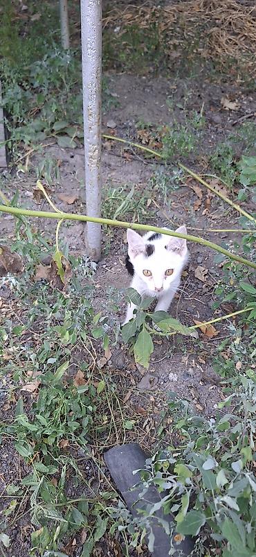 коты бишкек: Котята, белые с пятнышками серого и чёрного цвета. Короткошёрстные, с — 3