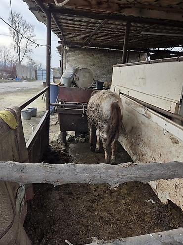 Другие животные: Байланган тайлар сатылат 6 баш Адрес Кун-Туу — 3