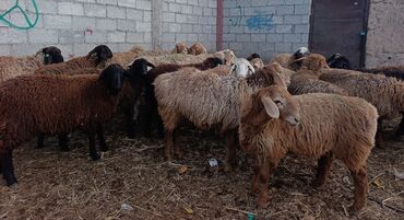 домик для кошки многоуровневый: Продаю | Овца (самка) | Для разведения | Племенные