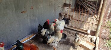 Куры, петухи: Продаю | Петух | Бройлерная, Кохинхин | На забой, Для разведения