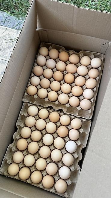 Продукты питания: Куриные яйца, отборные, столовые. - Цвет скорлупы: светло-коричневый — 1