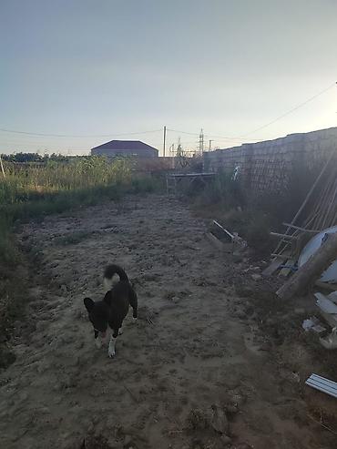 hovsan qəs: Mehemmedli qesebesi zeytun bagiyla uzbe uz 8 soot kupcali torpaq — 1