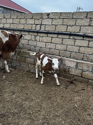 Inəklər, öküzlər: Simmental inək satılır. 27 günlük dişi balası var. 3-cü balasıdır — 2