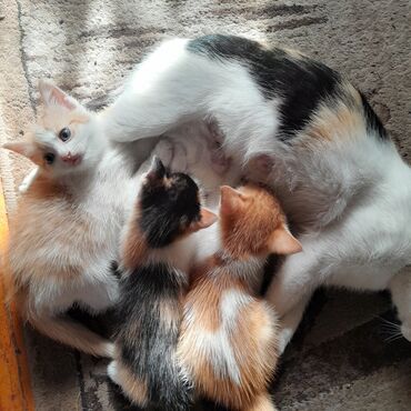 наполнитель для кошек: Экзотическая, 2 месяца, Мальчик, Биколор