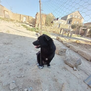 akita satılır: Звонок, 3 годa, Самец, Самовывоз