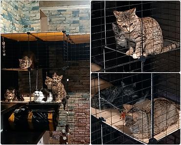 Находка и пропажа кошек: Найдена : Беспородная — 22