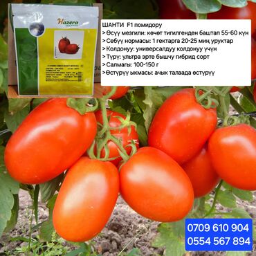 Овощи: Семена овощей: Помидоры, Огурцы, Лук, Самовывоз, Бесплатная доставка, Платная доставка — 2