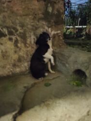 собака в добрые руки: Самка, Для вязки