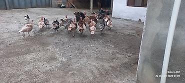 toyuq satisi: 6aylıq tam sağlam Red Buorbun hind quşları.Ağ qanad erkəylər 100azn — 9