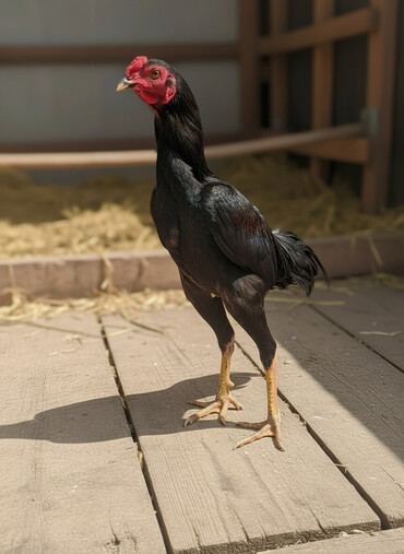 Xoruzlar: Xoruz, Heyratı, il: 1, Ödənişli çatdırılma — 1