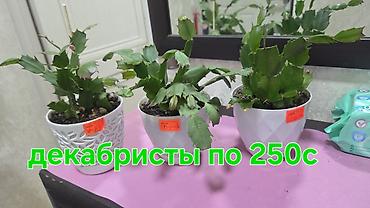 кактусы купить: Комнатные растения в горшках: - Декабрист (шлюмбергера) — — 4