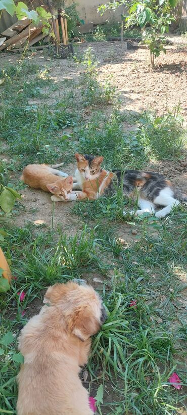 qəbələdə satılan torpaqlar: 3 sot, Tikinti, Mülkiyyətçi, Bələdiyyə