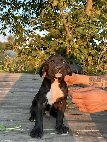 Psi: Rasa Cane Corso snažne građe) Starost: 45dana Boja dlake: nijanse — 6