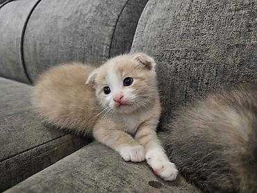 Отдам котят в хорошие руки. Самовывоз, район завода Кока Кола. тел — 1