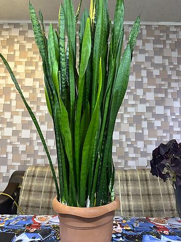 gulle: 🌿 1. Sansevieria – Qılınc gülü | 30 AZN Başlıq: Sansevieria (Qılınc — 3