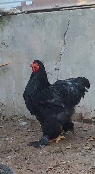 циплята in Кыргызстан | КУРЫ, ПЕТУХИ: Продаются куры петухи цыплята в г. Жалал-Абад дорого