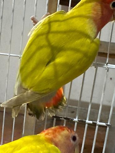золотая шиншилла котенок: Naxçıvan tutuquşusu (lovebird) – parlaq rəngli cüt - Rəngləri: əsasən — 9