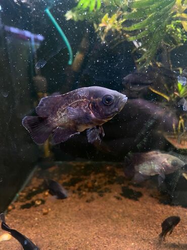 Аквариумы: Green Aqua — рыбки и растения для аквариума 🐟🌿 ▪️ Пресноводные рыбки и — 11