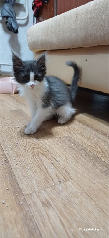 абиссинский кот: Котёнок мальчик,2.5 месяца. ходит в лоток с бентонитывым