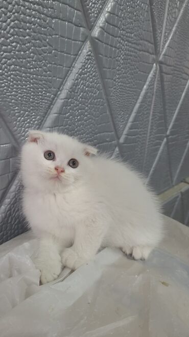 Pişiklər: Şotland yastı qulaq, Erkək, Dişi, Yaxşı əllərə, Ünvandan götürmə, Pulsuz çatdırılma, Ödənişli çatdırılma — 250