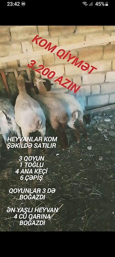 mal qara: Qiymət sondu aşağı salınmayacaq fikiei cidi şəxslər zəng etsin — 5