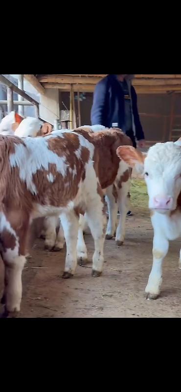 Dana, buzov: Simental tipli buzovlar – ət və süd istiqamətli damazlıq potensialı — 3