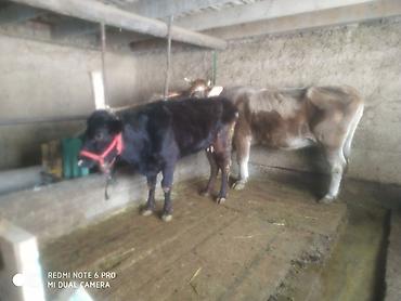 Коровы, быки: Продаю | Тёлка | Швицкая | Для молока | Стельные — 5